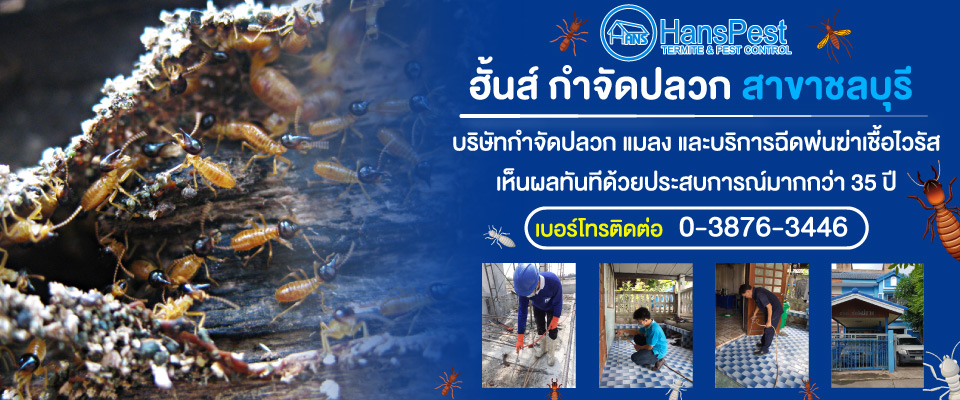 ฮั้นส์กำจัดปลวก บริษัทกำจัดปลวกชลบุรี